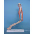 Medical Care Nursing Injection Practice Human Arm Model (R020916)